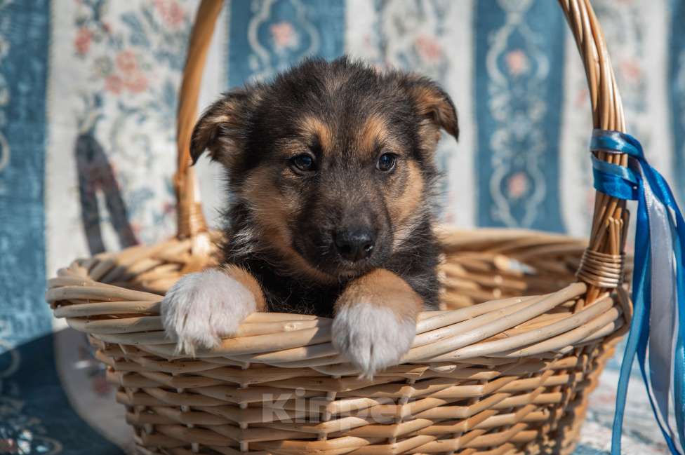 Собаки в Москве: Щенок 2х месяцев Бим в добрые руки Мальчик, Бесплатно - фото 6