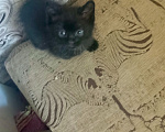 Кошки в Нижнем Тагиле: Котята бесплатно Мальчик, Бесплатно - фото 5