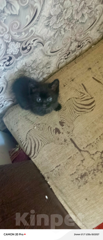 Кошки в Нижнем Тагиле: Котята бесплатно Мальчик, Бесплатно - фото 5