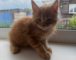 Кошки в Троицке: Продам котят Мейн-Кун Мальчик, 35 000 руб. - фото 1