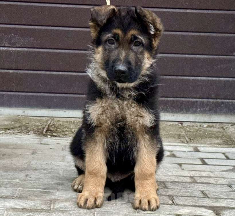 Собаки в Москве: Немецкая овчарка щенок Мальчик, 60 000 руб. - фото 7