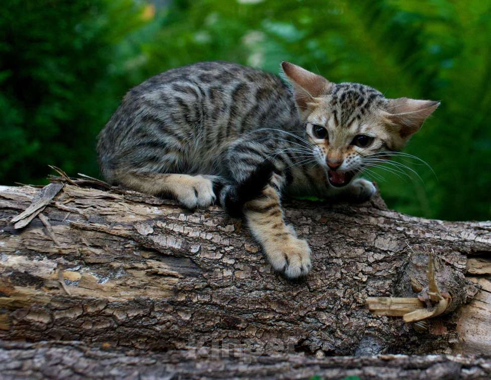 Кошки в Москве: Бенгальский котенок Мальчик, 20 000 руб. - фото 3