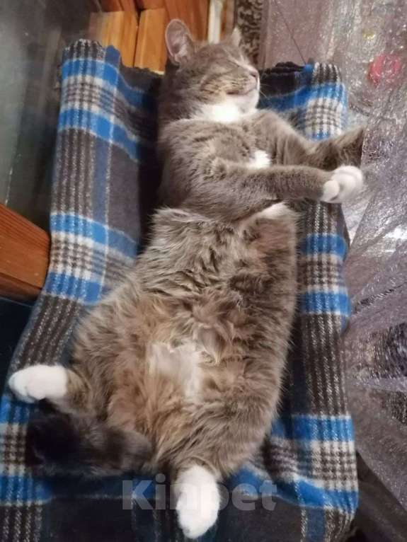Кошки в Москве: Кошечка, которая любит лежать кверху пузиком! Девочка, Бесплатно - фото 2