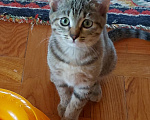 Кошки в Одинцово: милая девочка котенок в добрые руки Девочка, Бесплатно - фото 1