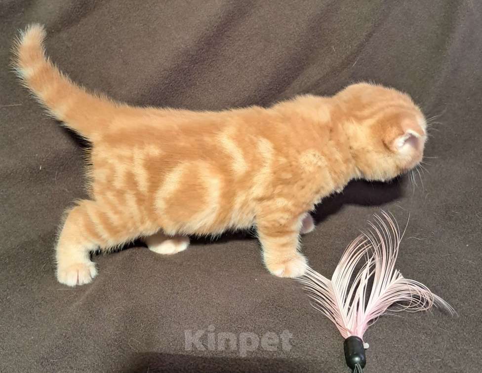 Кошки в Санкт-Петербурге: Шотландский котенок Мальчик, 30 000 руб. - фото 2