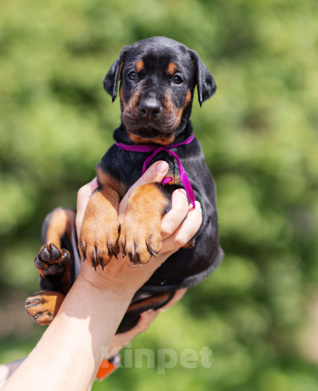 Собаки в Клине: Кобель, др 16.05.25 Мальчик, 75 000 руб. - фото 2