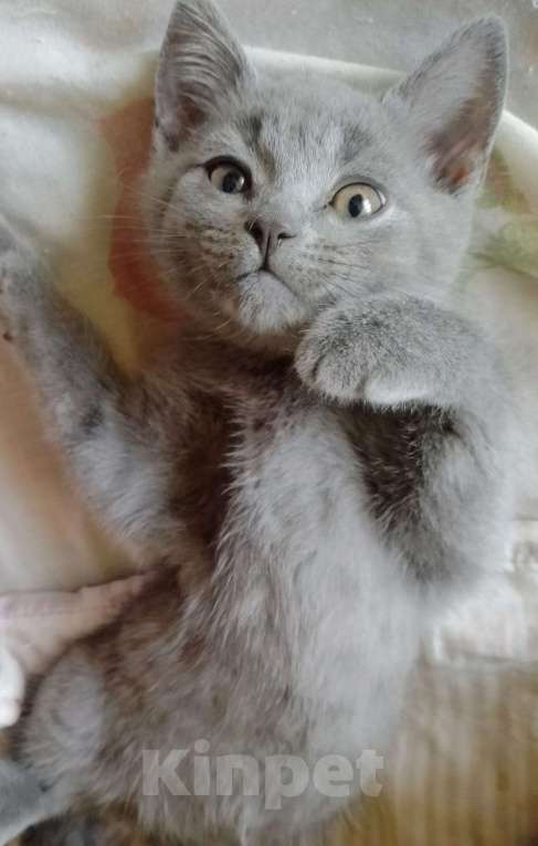 Кошки в Ростове-на-Дону: Мальчик Мальчик, 1 000 руб. - фото 2