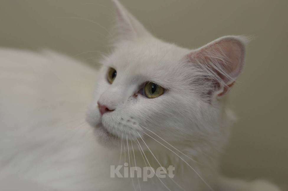 Кошки в Москве: Белый ангел Девочка, 1 руб. - фото 2