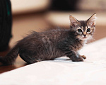 Кошки в Одинцово: котенок в дар Мальчик, 10 руб. - фото 3
