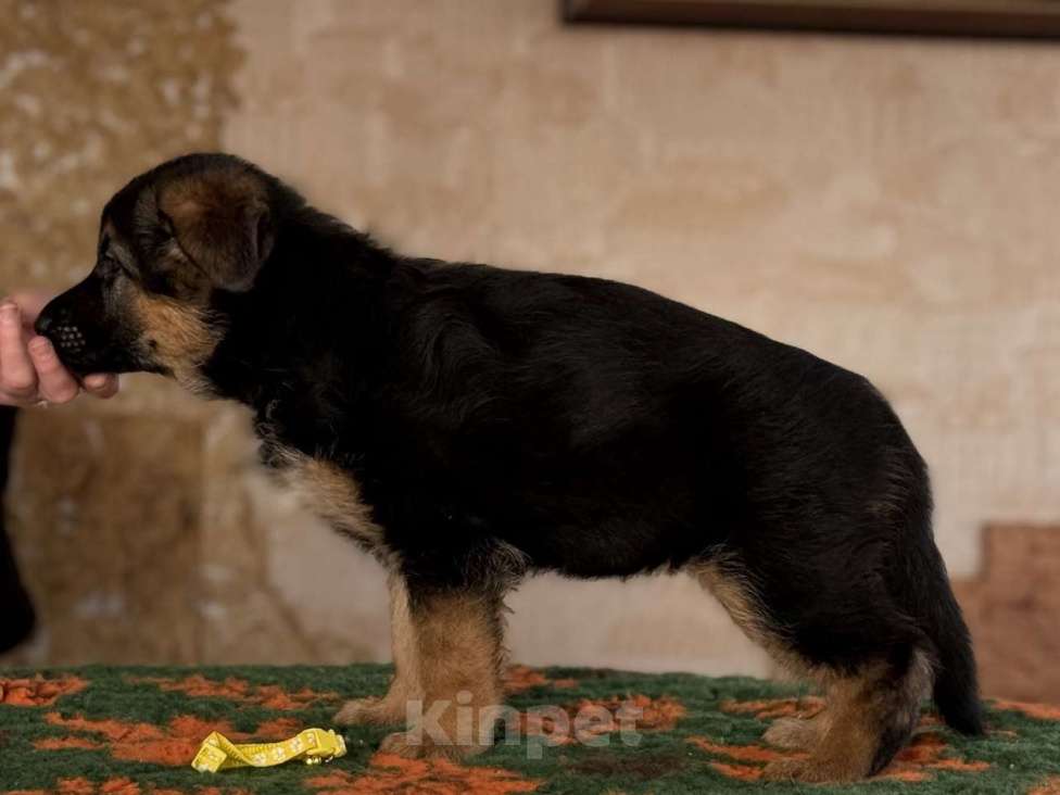 Собаки в Кемерово: Продажа щенков немецкой овчарки Девочка, 65 000 руб. - фото 4