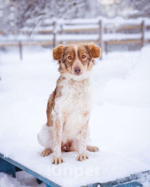 Собаки в Москве: Феня, 1 год, вес 10 кг Девочка, Бесплатно - фото 7