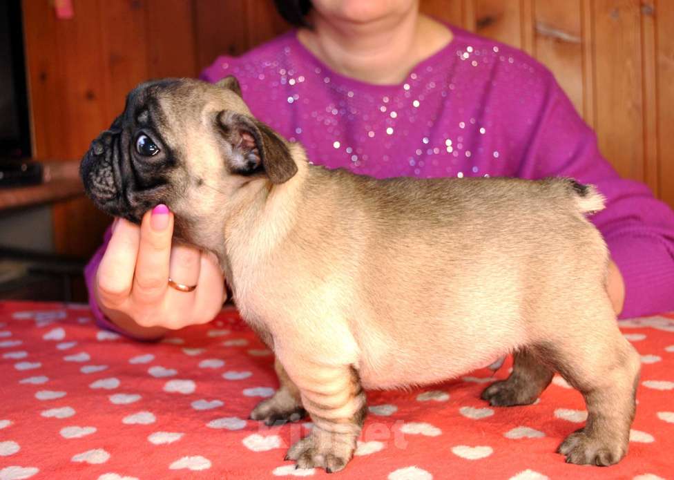 Собаки в Иваново: щенки РКФ, стандартные Мальчик, 65 000 руб. - фото 4