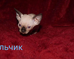 Кошки в Кемерово: Канадский сфинкс велюр Девочка, 15 000 руб. - фото 1