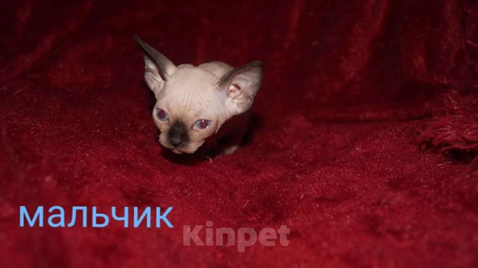 Кошки в Кемерово: Канадский сфинкс велюр Девочка, 15 000 руб. - фото 1