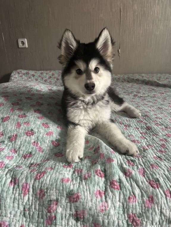 Собаки в Москве: Продам щенков девочку и мальчика Мальчик, Бесплатно - фото 4