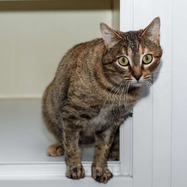 Кошки в Москве: Кому счастье в дом? Девочка, Бесплатно - фото 5