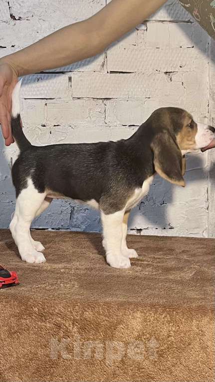 Собаки в Уфе: Валькирия Девочка, 40 000 руб. - фото 3