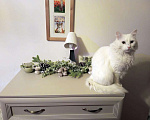 Кошки в Санкт-Петербурге: Безумной красоты кот с характером Мальчик, Бесплатно - фото 9