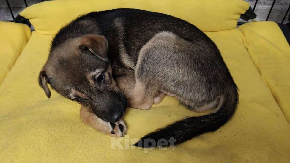 Собаки в Санкт-Петербурге: Малыши 3 месяца — найдены, ищут дом Девочка, Бесплатно - фото 4