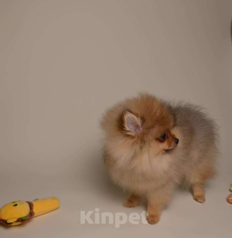 Собаки в Костроме: Померанский шпиц девочка Девочка, 50 000 руб. - фото 3