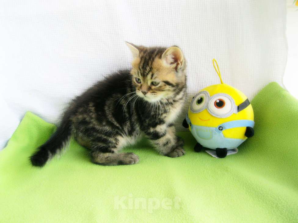 Кошки в Ставрополе: Чистокровный шотландский котенок Мальчик, 5 000 руб. - фото 4