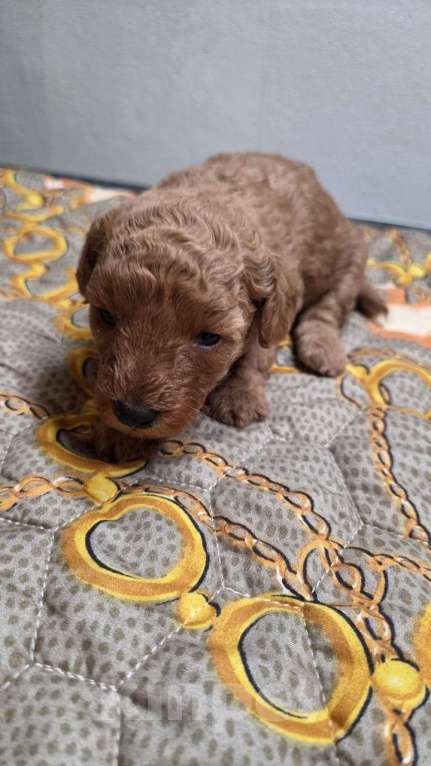 Собаки в Москве: Продаю щенка  Девочка, 40 000 руб. - фото 3