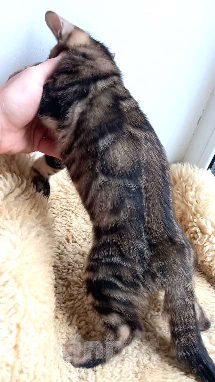 Кошки в Москве: Бенгальский мальчик Мальчик, 25 000 руб. - фото 6