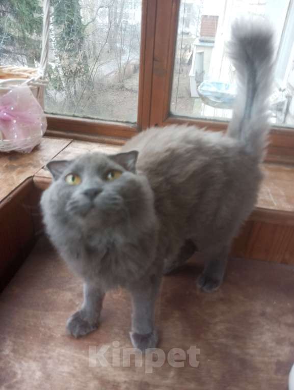 Кошки в Москве: Нибелунг вислоушка Девочка, Бесплатно - фото 4