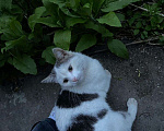Кошки в Ивантеевке: Отдам в добрые руки ласкового котика Мальчик, 1 руб. - фото 3
