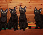 Кошки в Калуге: Малыши черныши. Веселые черные котята в добрые руки. Мальчик, Бесплатно - фото 5