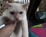 Кошки в Арзамасе: Отдам, Бесплатно - фото 1