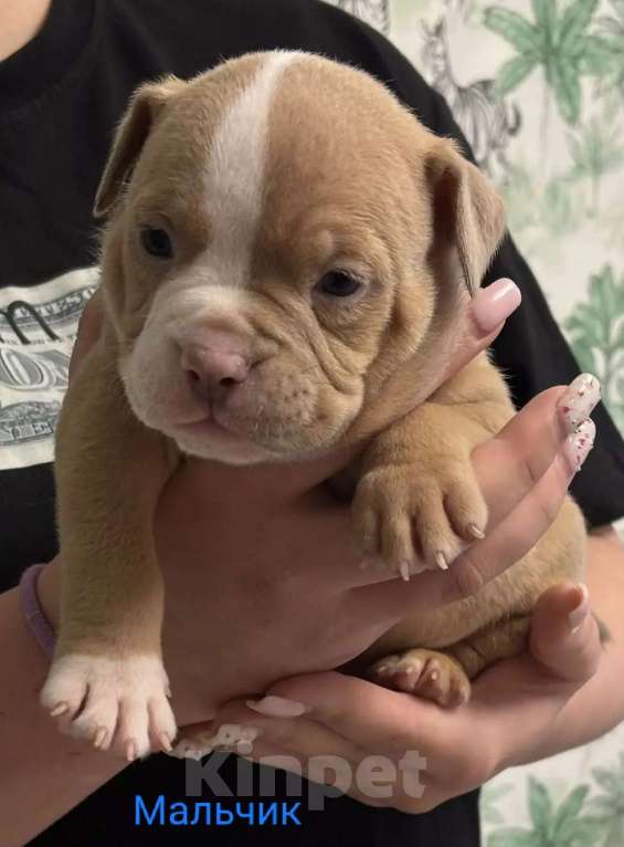 Собаки в Москве: Щенки американского булли в типе покет Разнополые, 70 000 руб. - фото 2