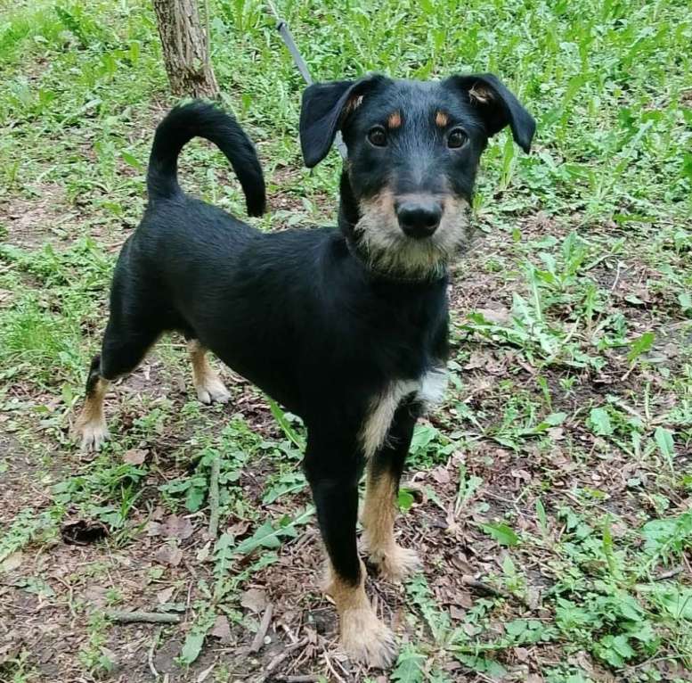 Собаки в Москве: Бородатая Рэйма Девочка, Бесплатно - фото 5