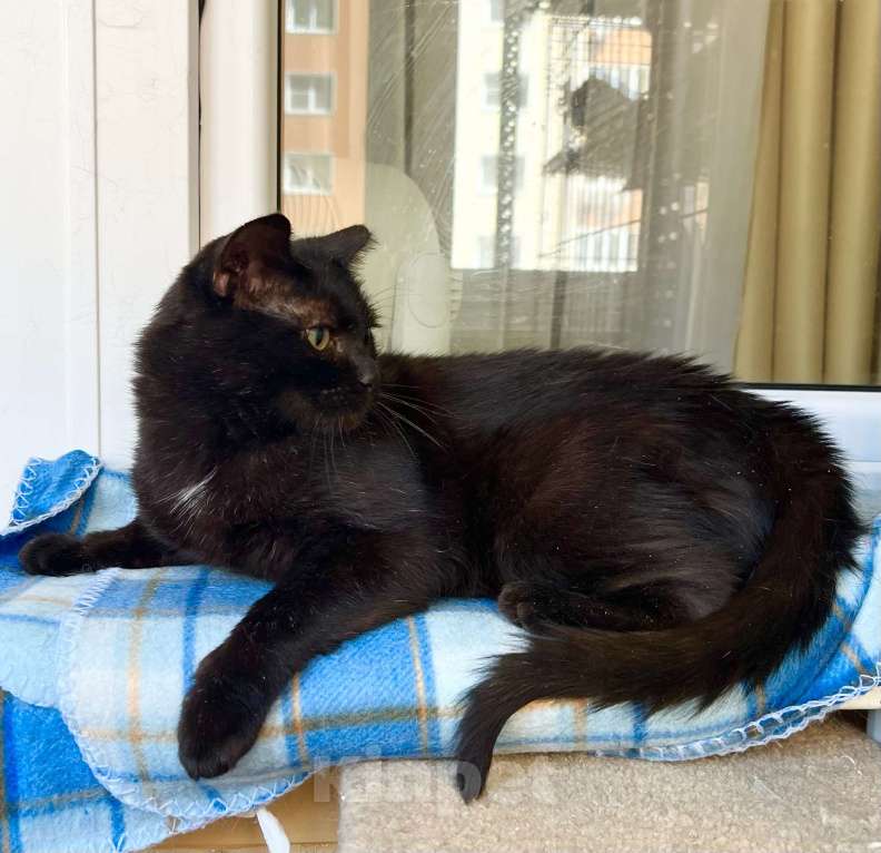 Кошки в Москве: Яркая личность кошечка Бавария в добрые руки Девочка, Бесплатно - фото 7