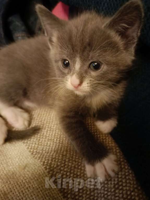 Кошки в Москве: котенок в добрые руки Девочка, 100 руб. - фото 2