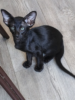 Ориентальный котёнок