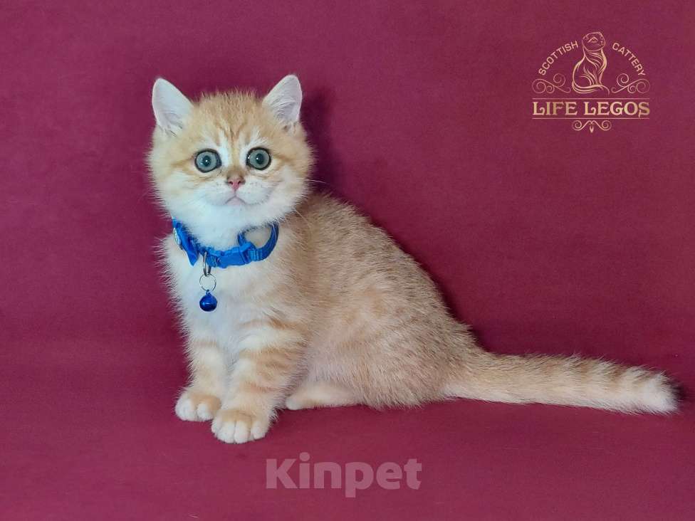 Кошки в Москве: Шотландский котёнок золотая шиншилла Мальчик, Бесплатно - фото 7