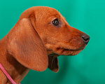 Собаки в Твери: Девочка розовая лента Девочка, 50 000 руб. - фото 3