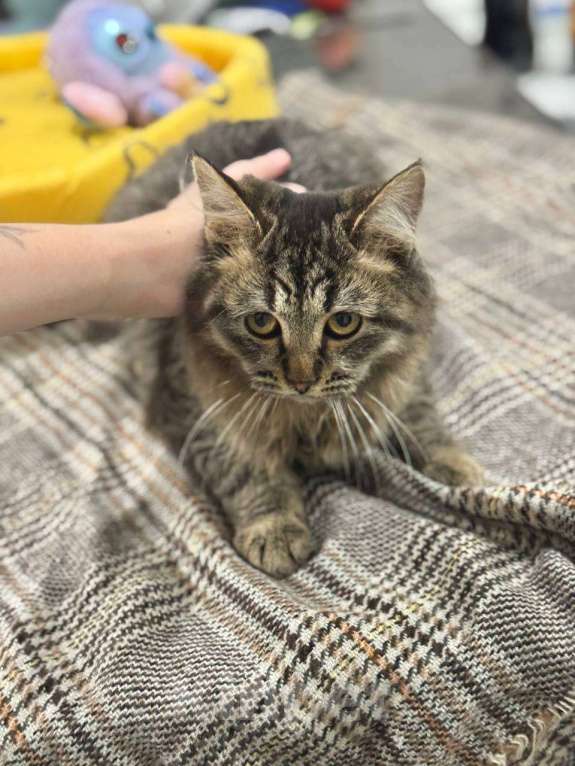 Кошки в Москве: Алтай в поисках дома Мальчик, Бесплатно - фото 4