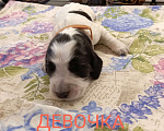 Собаки в Москве: Девочка Девочка, 40 000 руб. - фото 1