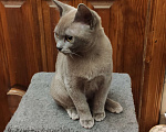 Кошки в Москве: Бурманские котята Девочка, 50 000 руб. - фото 3