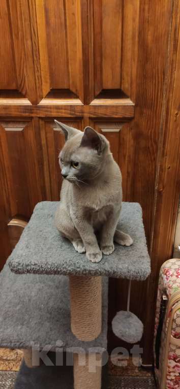 Кошки в Москве: Бурманские котята Девочка, 50 000 руб. - фото 3