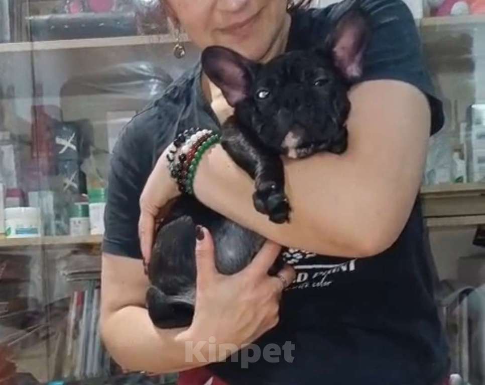 Собаки в Хадыженске: Девочка Французский бульдог РКФ  Девочка, Бесплатно - фото 9