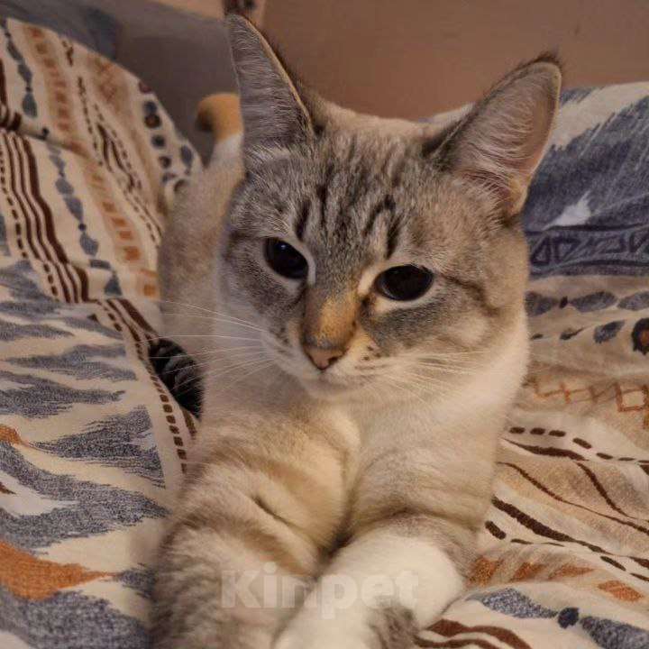 Кошки в Москве: Монику вернула хозяйка Девочка, Бесплатно - фото 4