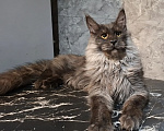 Кошки в Омске: Котенок мейн-кун Мальчик, 45 000 руб. - фото 4