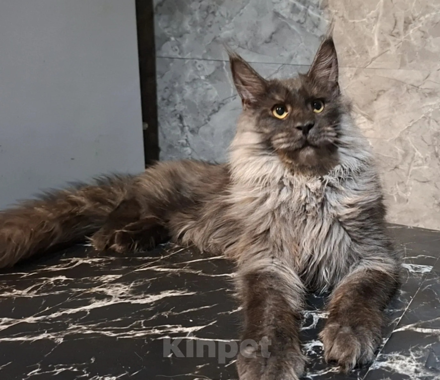 Кошки в Омске: Котенок мейн-кун Мальчик, 45 000 руб. - фото 4