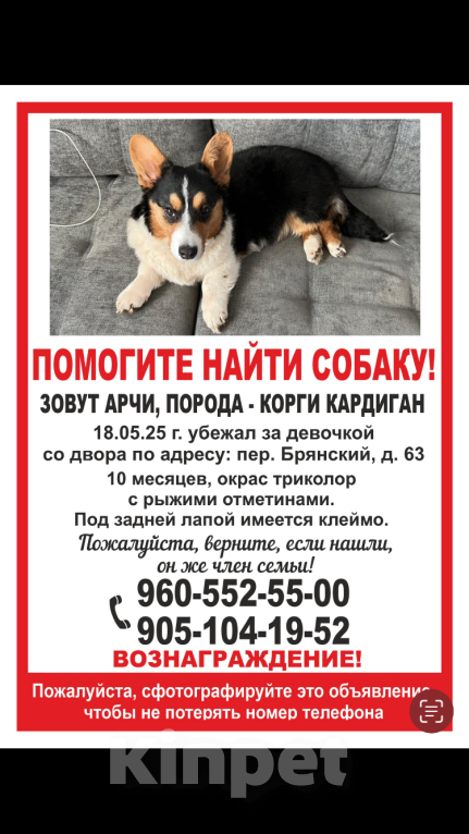 Собаки в Брянске: Вельш корги кардиган  Мальчик, 10 000 руб. - фото 2