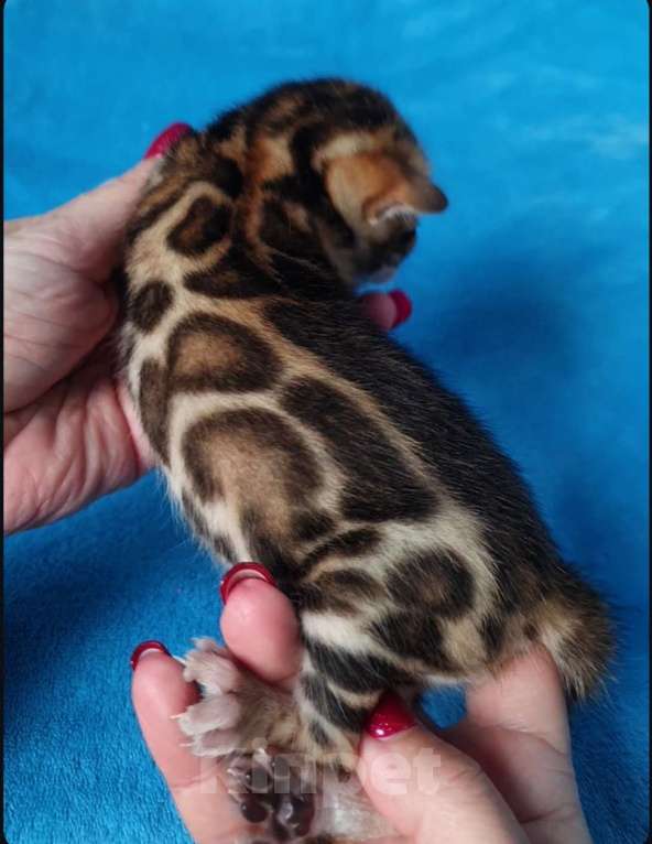 Кошки в Москве: Бенгальский мальчик Мальчик, 80 000 руб. - фото 3