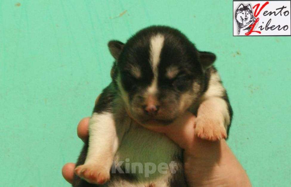 Собаки в других городах Московской области: сибирский хаски Мальчик, 80 000 руб. - фото 4