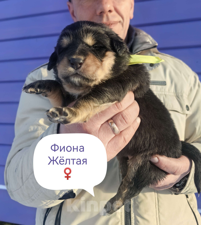 Собаки в Санкт-Петербурге: Щенки Банхара  Девочка, 95 000 руб. - фото 3